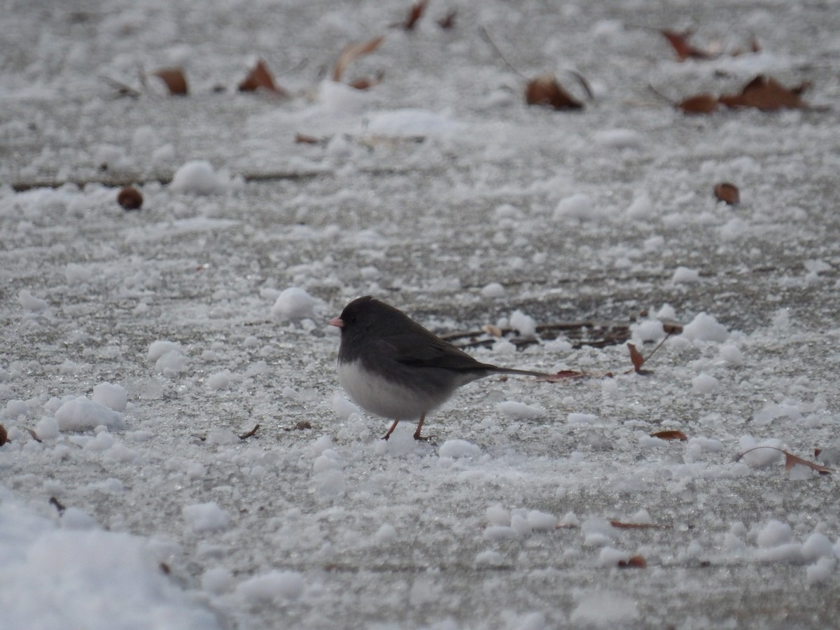 Dark-eyed Junco - ML646935931