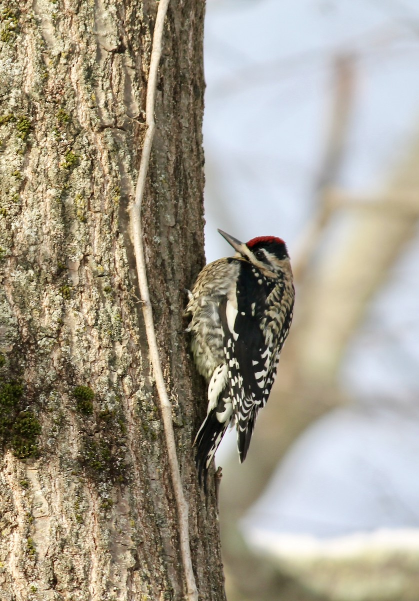 Yellow-bellied Sapsucker - ML646935943