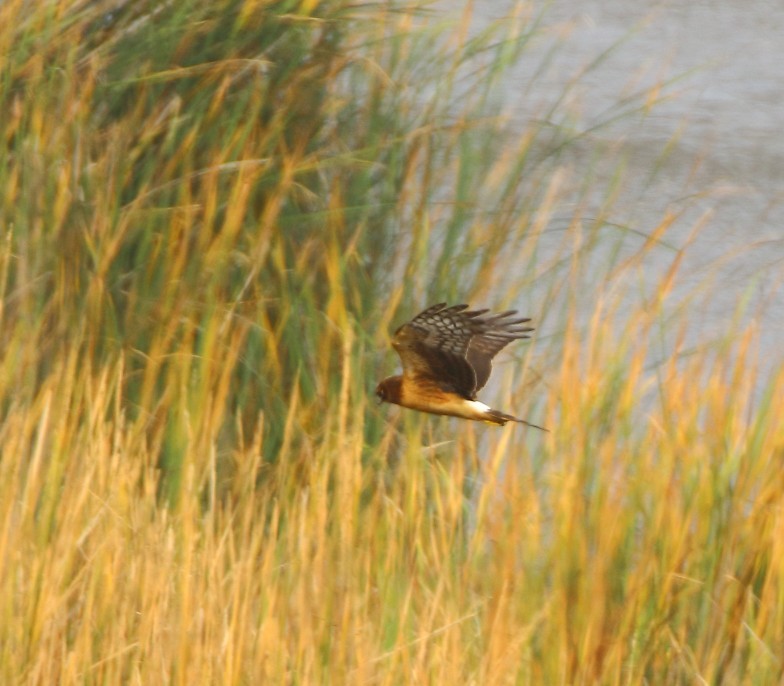 Лунь американський - ML646935944