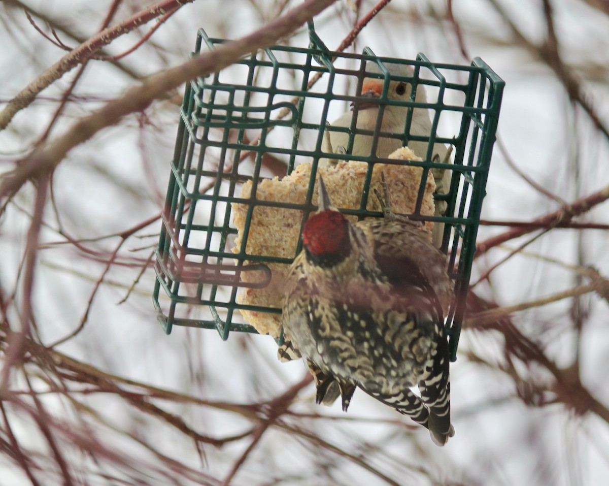 Yellow-bellied Sapsucker - ML646935945