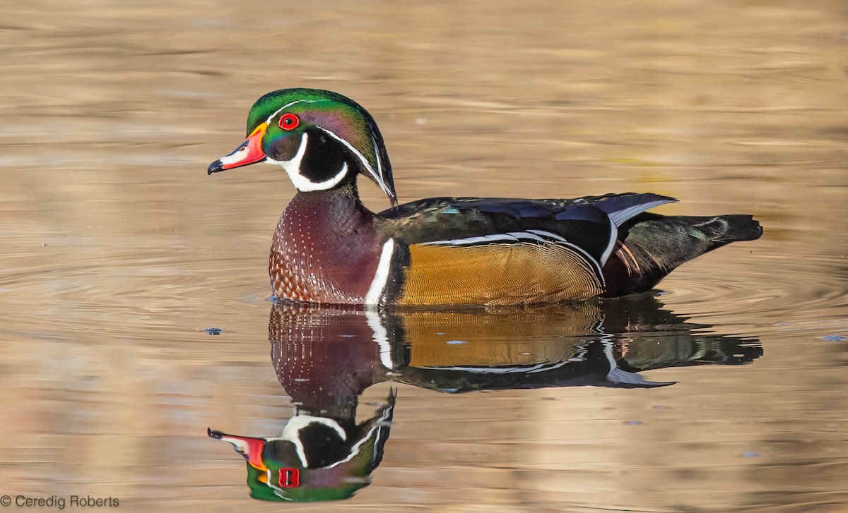 Wood Duck - ML646935946