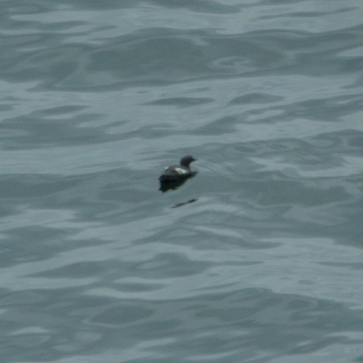 Тихоокеанский чистик - ML646935947