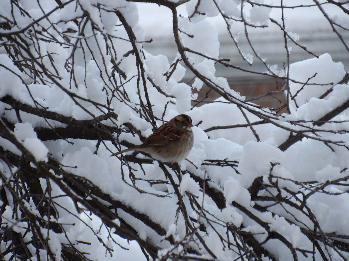 White-throated Sparrow - ML646935949
