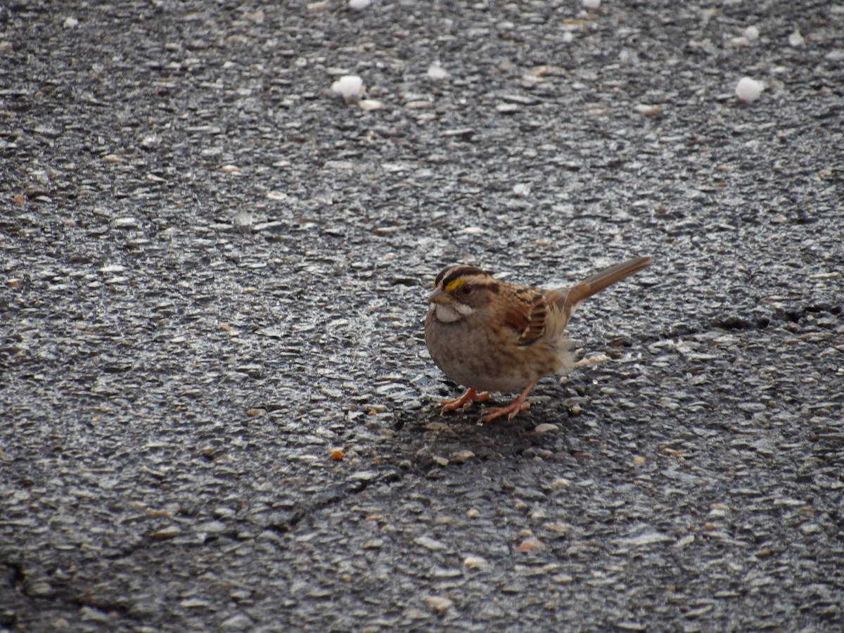 White-throated Sparrow - ML646935950