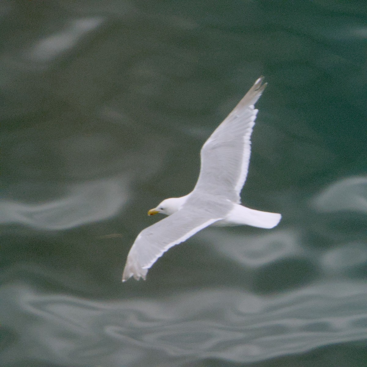 Серокрылая чайка - ML646935952