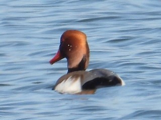 Red-crested Pochard - ML646935954