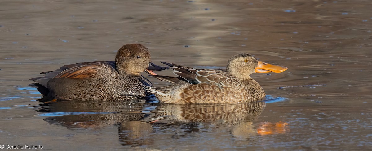 Northern Shoveler - ML646935957