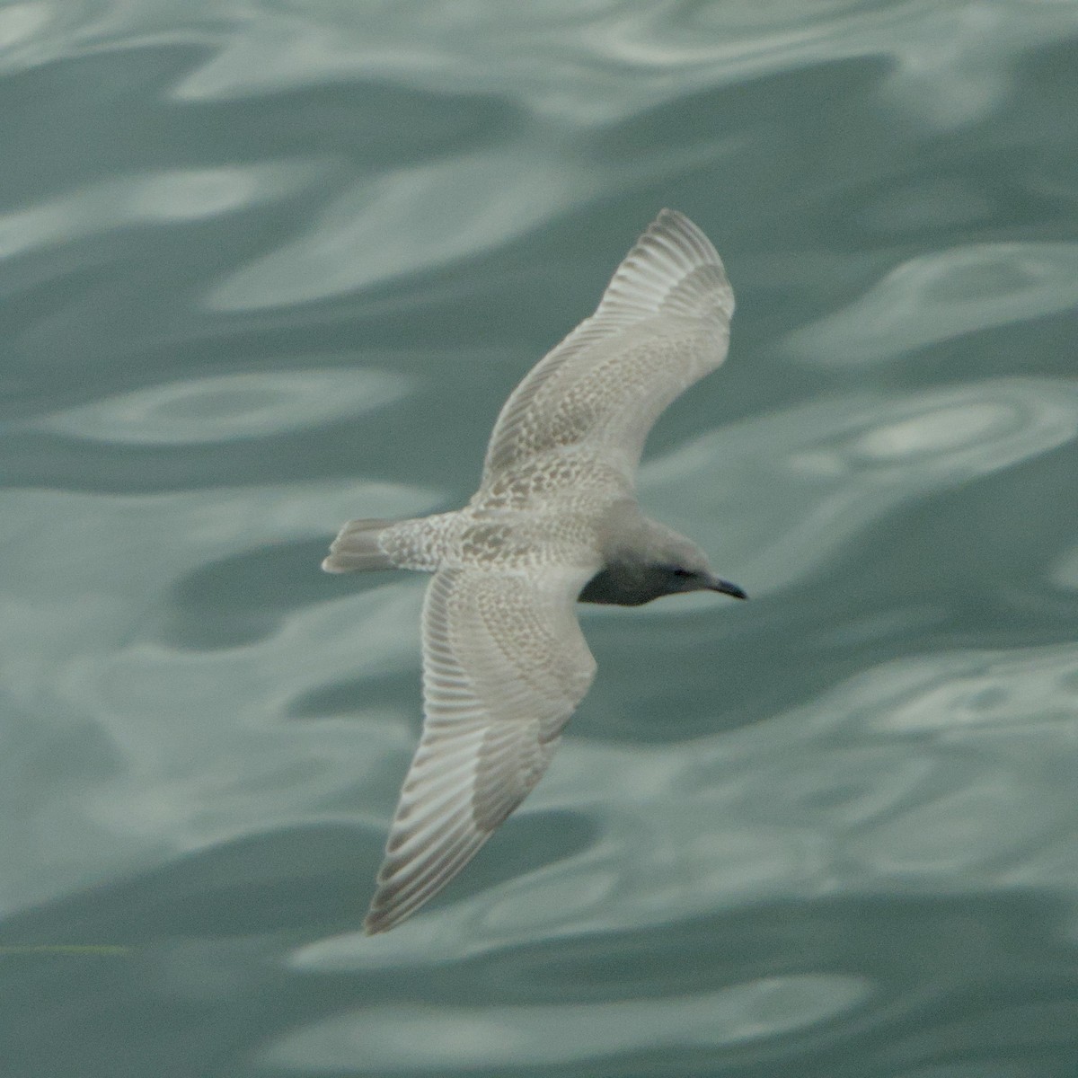 アメリカオオセグロカモメ - ML646935958