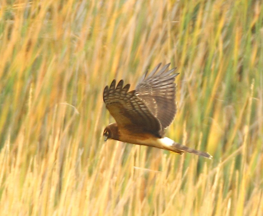 Лунь американський - ML646935960