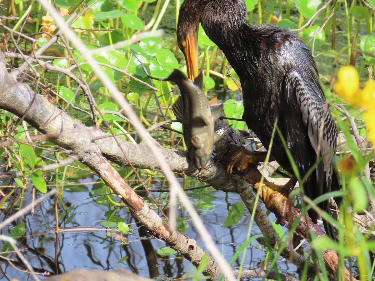 Anhinga amerikarra - ML646935963