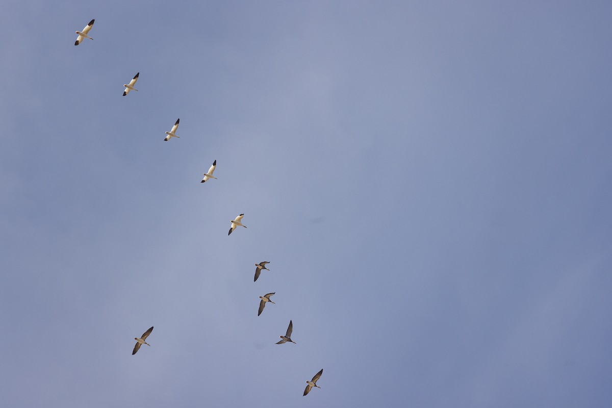 Snow Goose - ML646935966