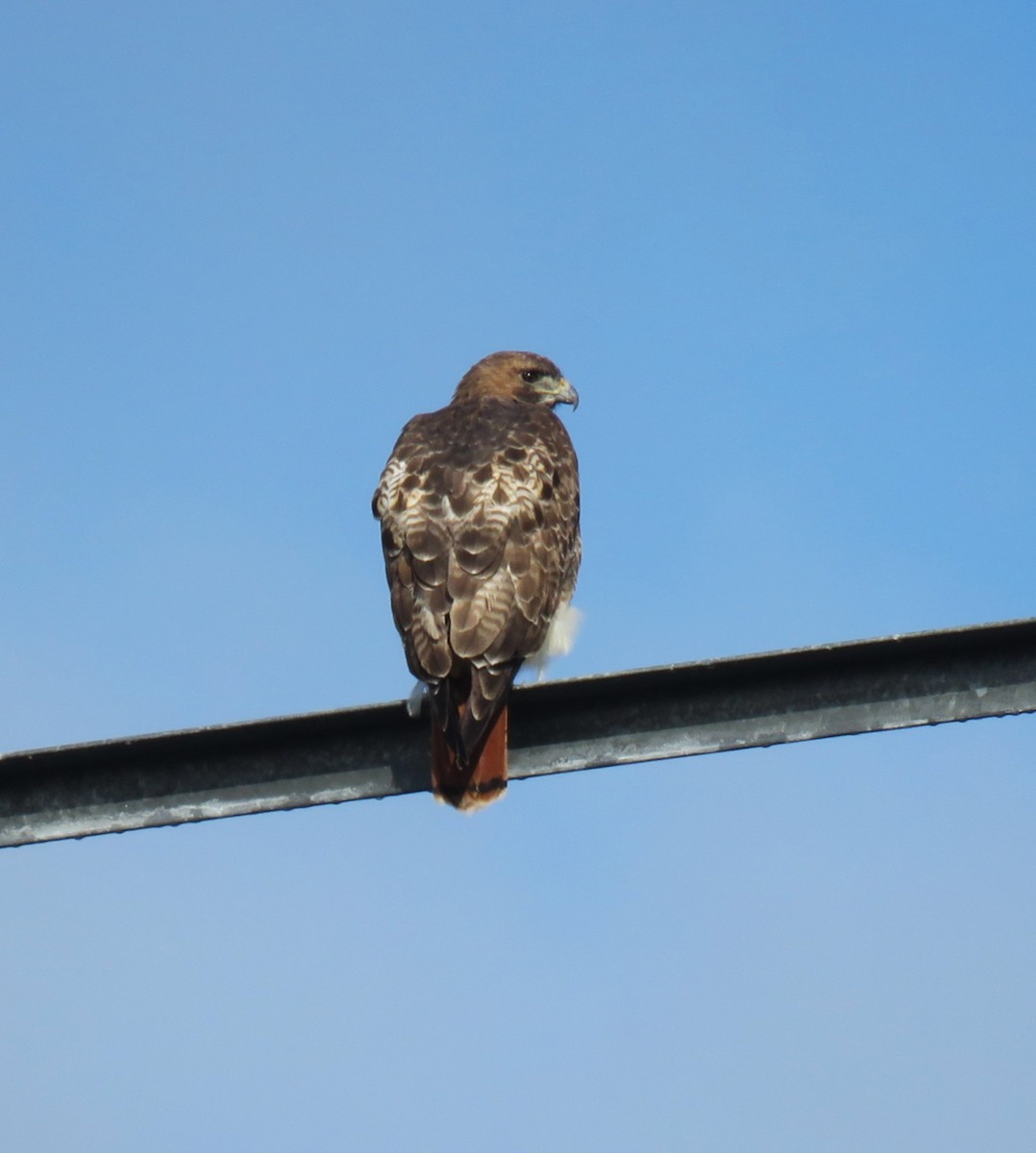 Red-tailed Hawk - ML646935967
