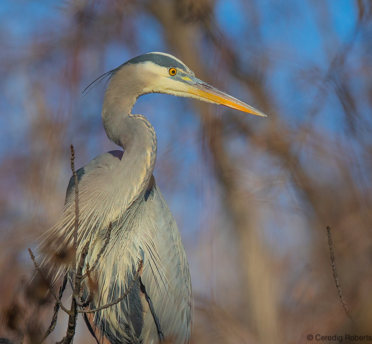 Great Blue Heron - ML646935968