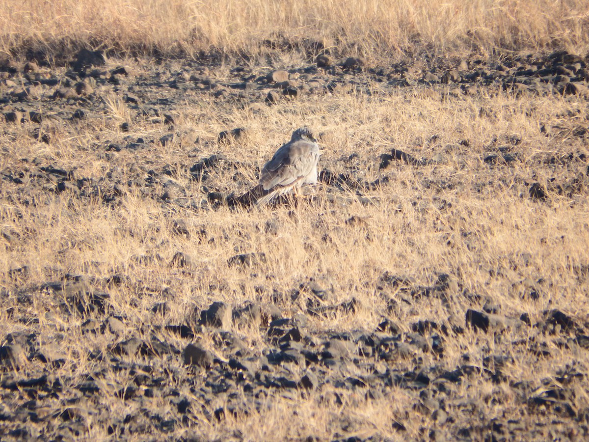 Луговой лунь - ML646935971