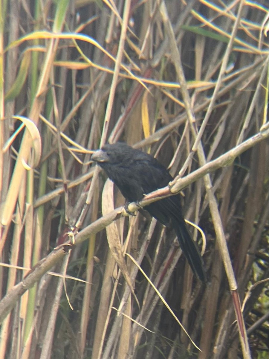 Groove-billed Ani - ML646935975