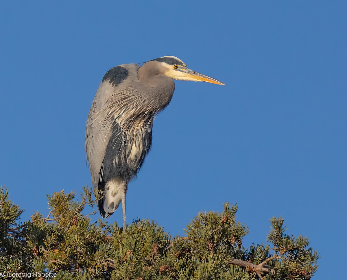 Great Blue Heron - ML646935976