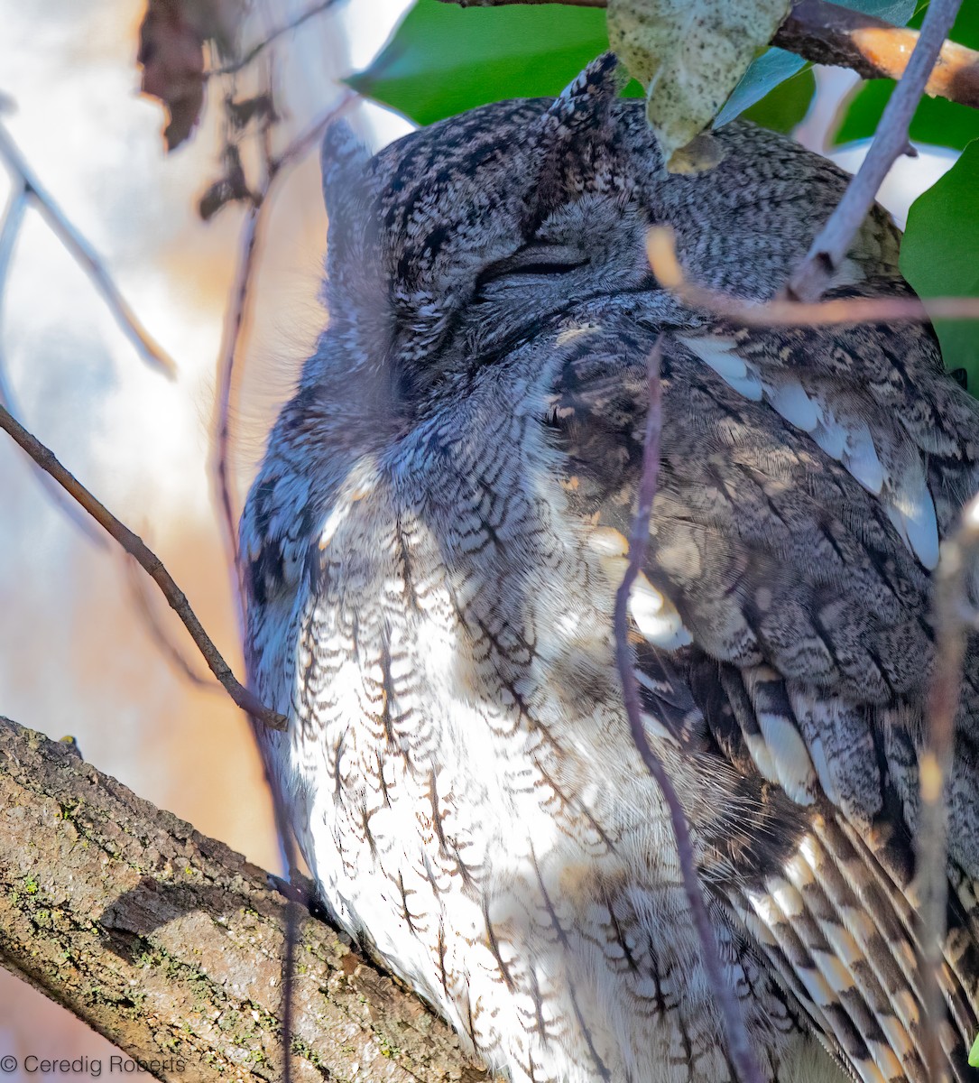 Western Screech-Owl - ML646935990