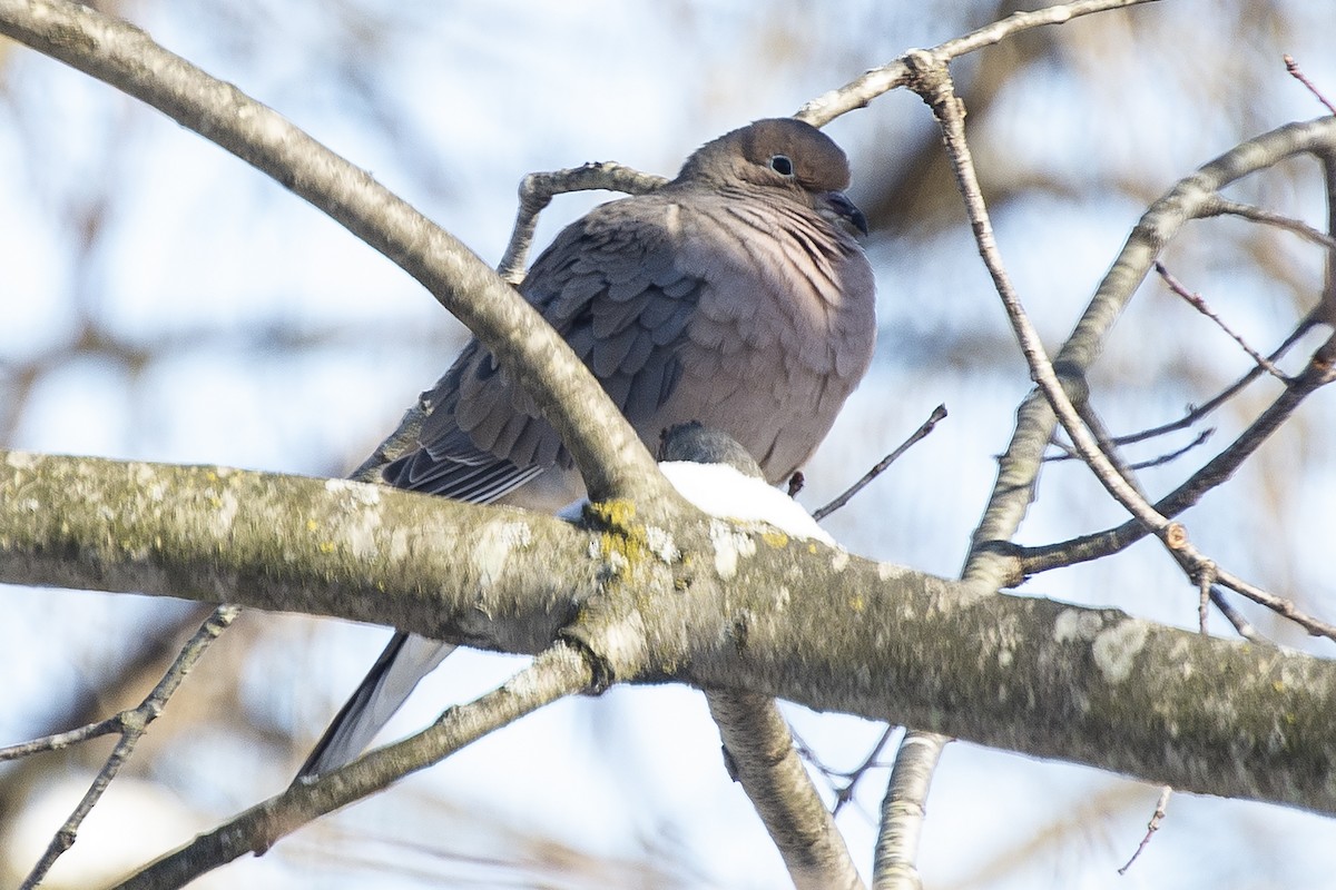 Зенаїда північна - ML646935991