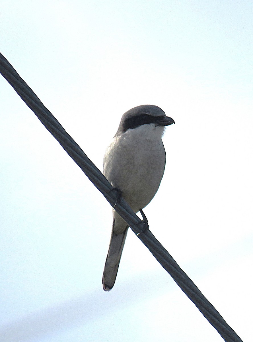 Loggerhead Shrike - ML646935998