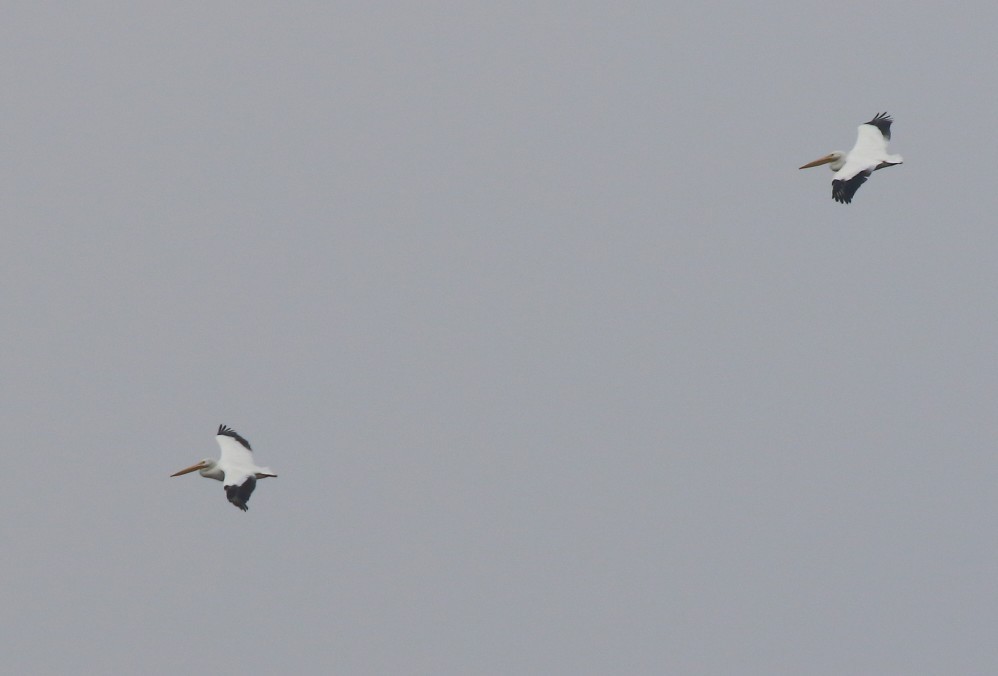 Пелікан рогодзьобий - ML646935999