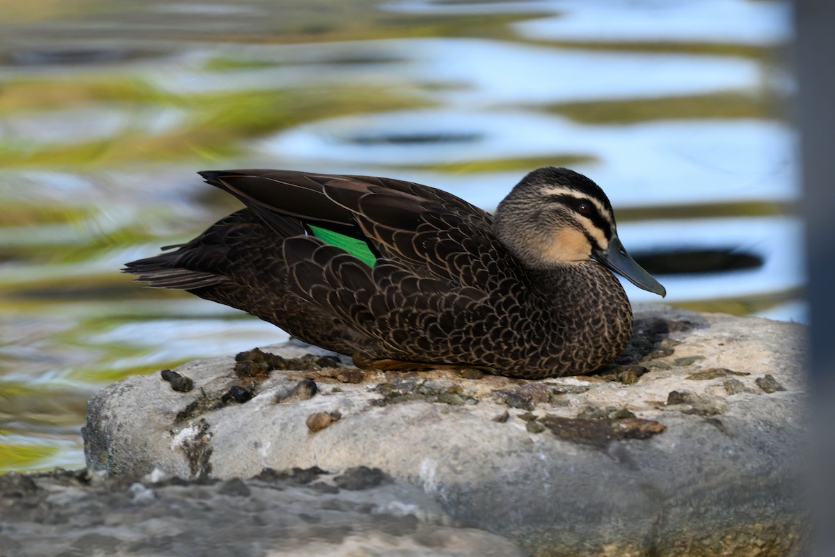 マミジロカルガモ - ML646936002