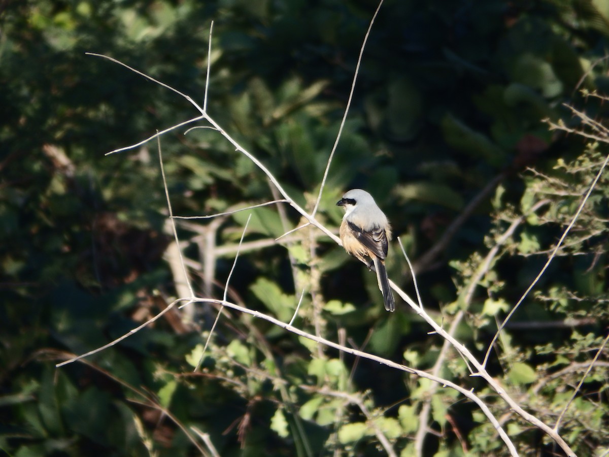 Long-tailed Shrike - ML646936003
