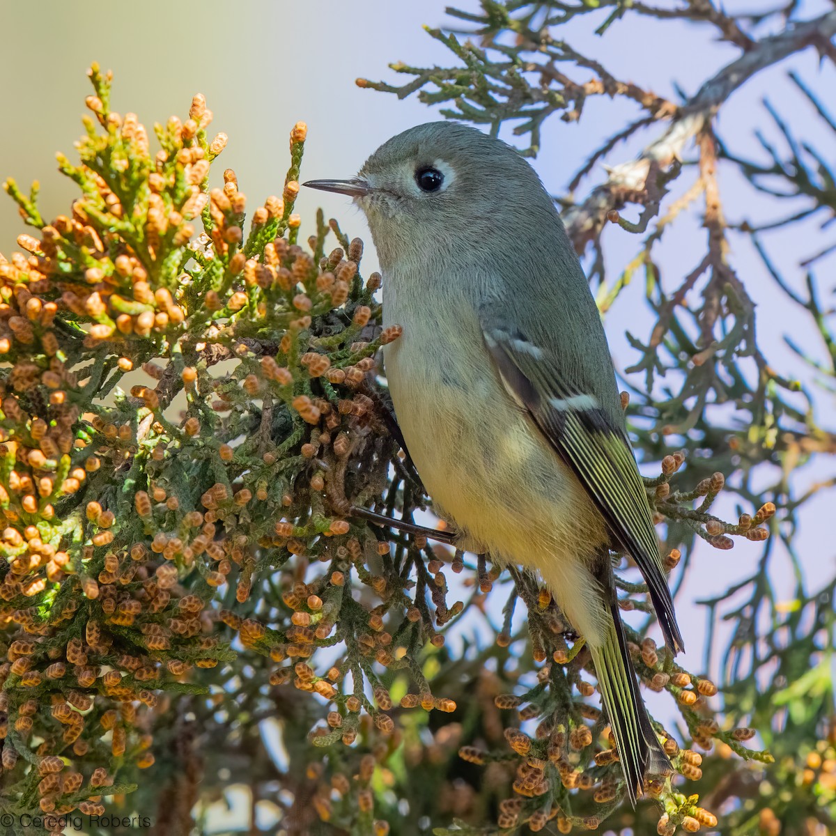 Ruby-crowned Kinglet - ML646936004