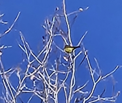 Palm Warbler - ML646936007