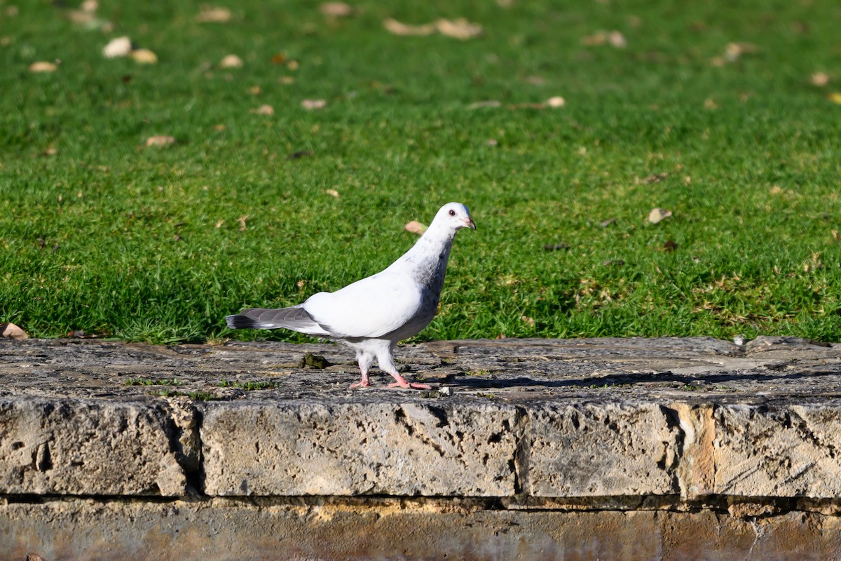 カワラバト（ドバト、家畜型） - ML646936009