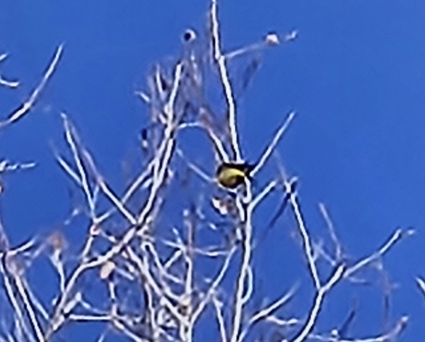 Palm Warbler - ML646936010