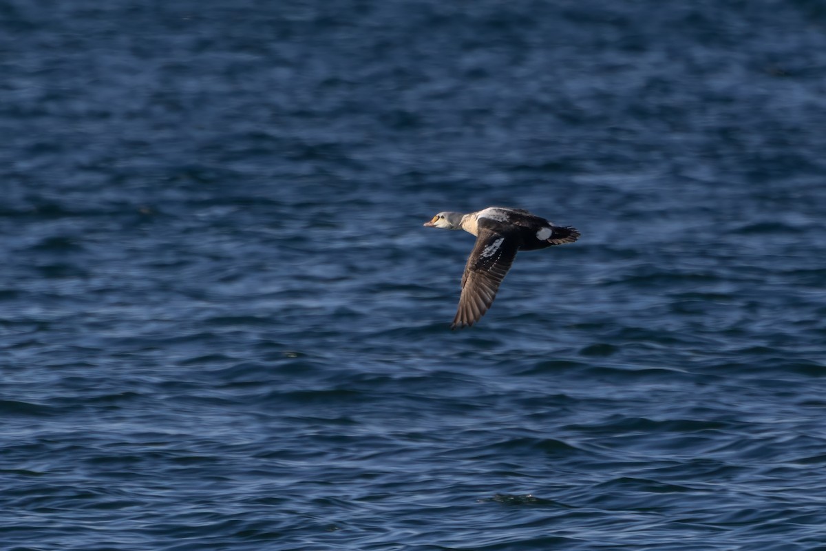 King Eider - ML646936011