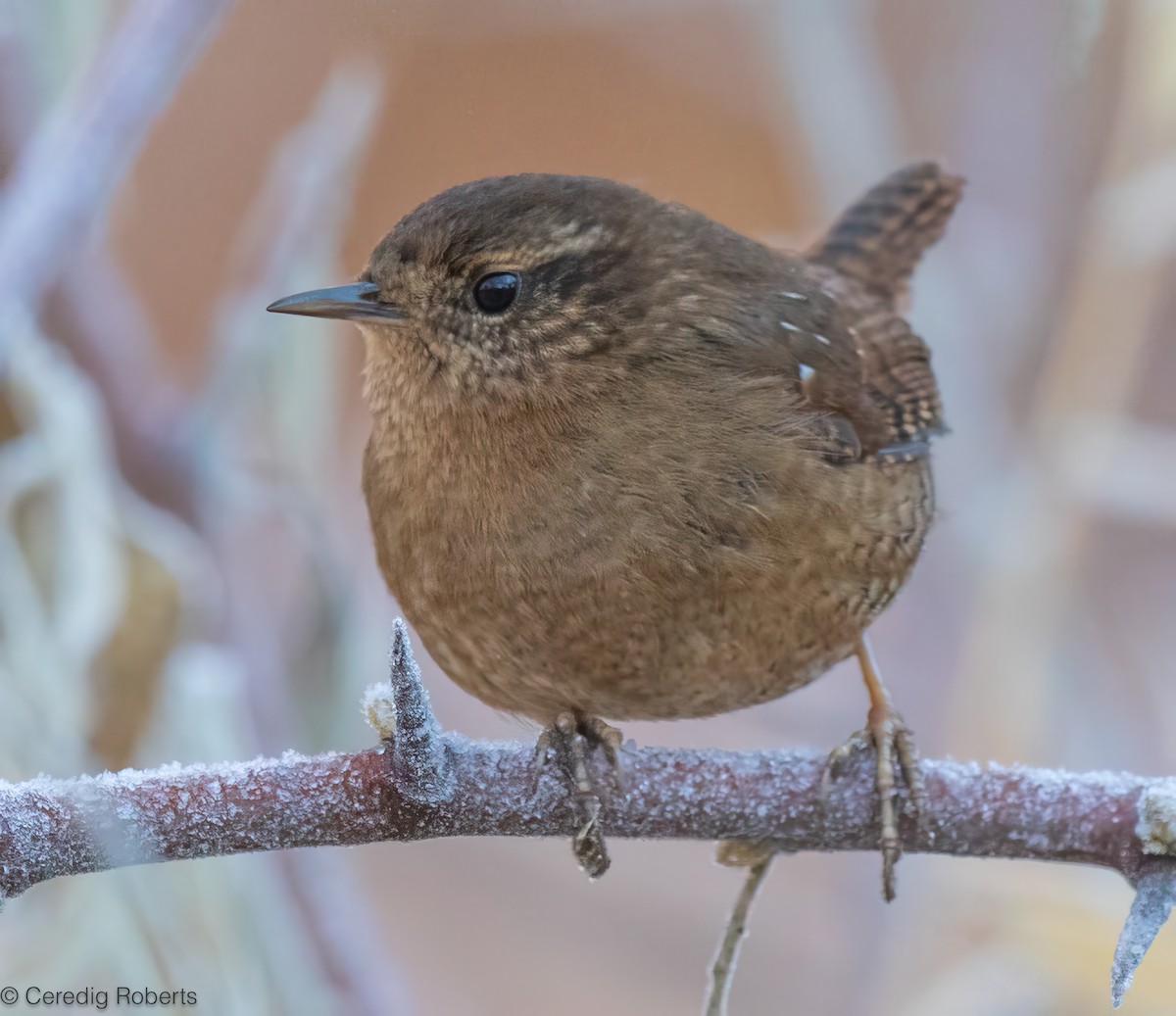 Pacific Wren - ML646936014