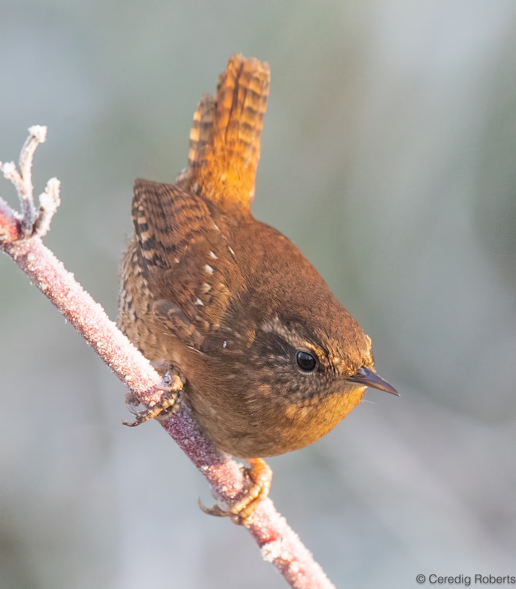 Pacific Wren - ML646936015