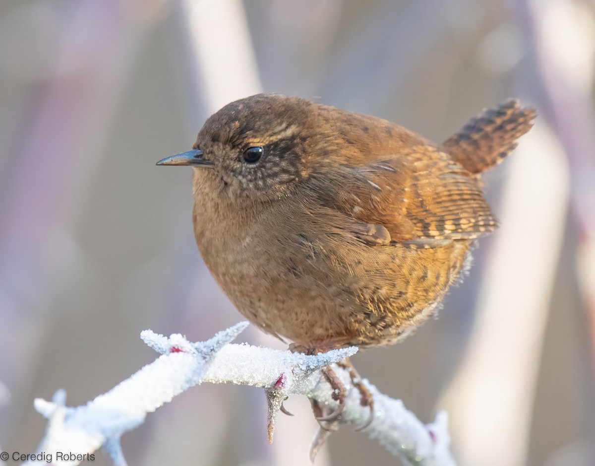 Pacific Wren - ML646936016