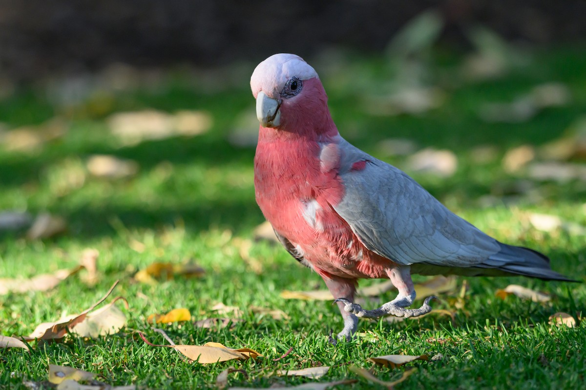 モモイロインコ - ML646936025