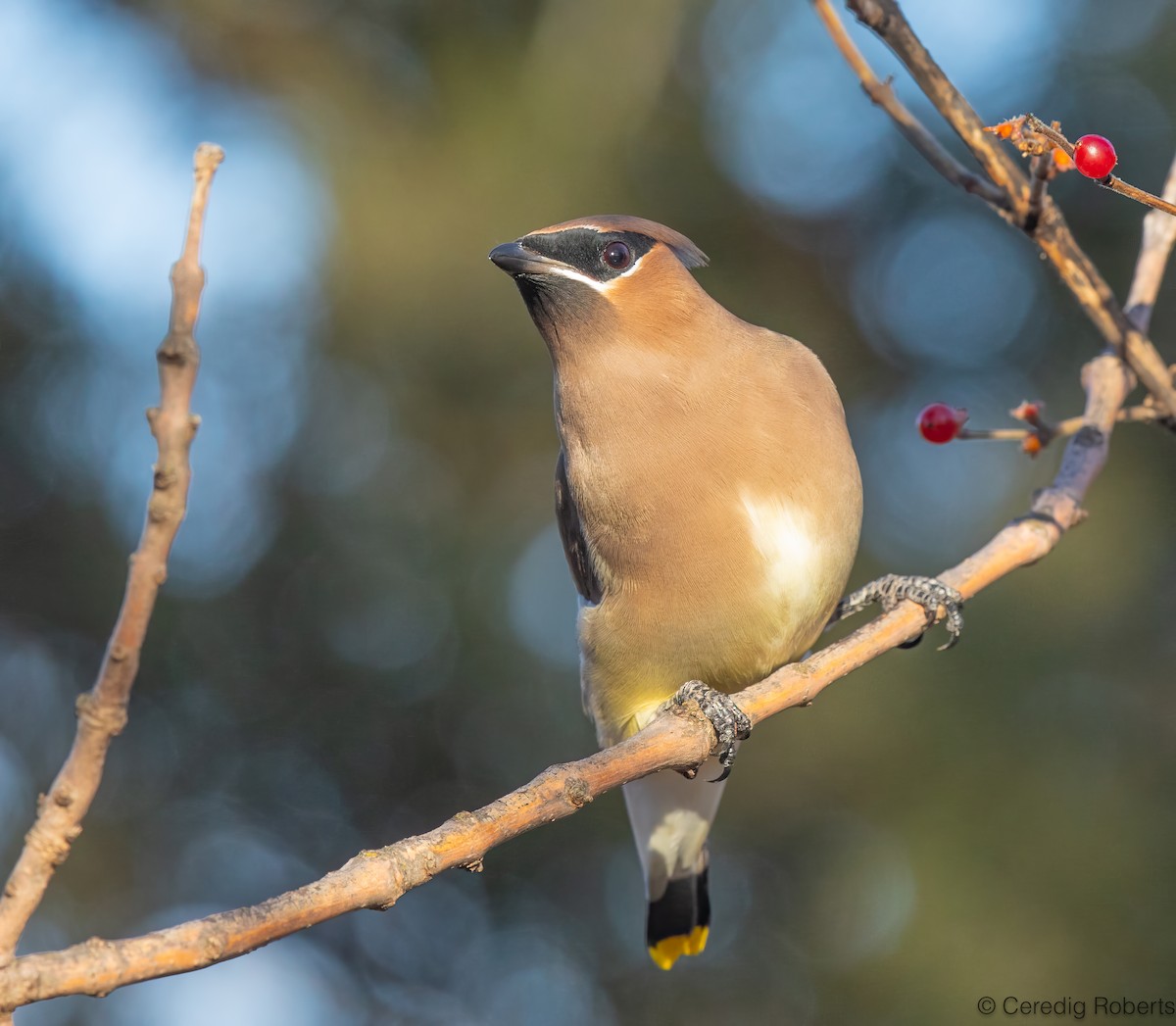 Cedar Waxwing - ML646936029