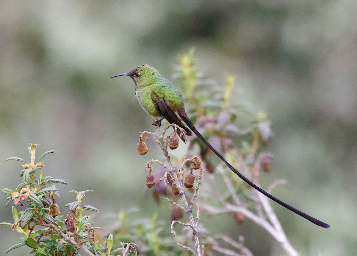 Black-tailed Trainbearer - ML646936036