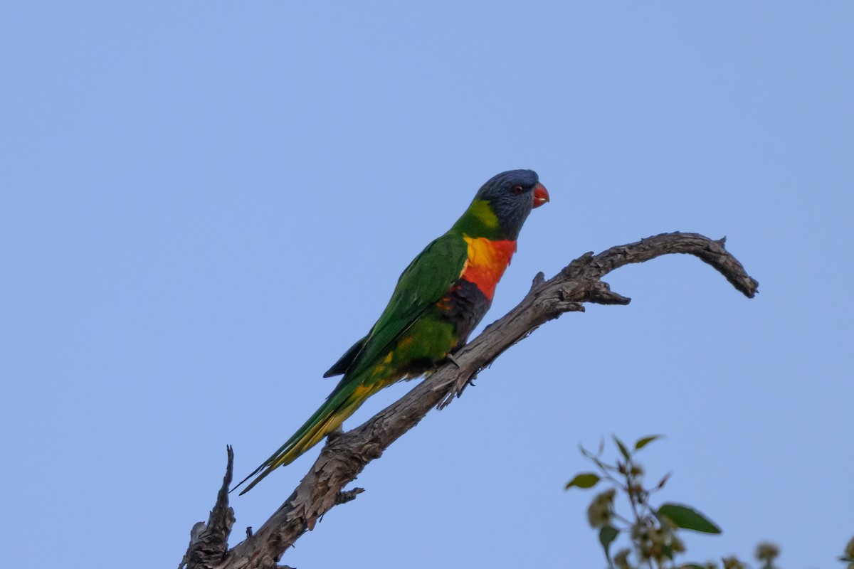 オーストラリアゴシキセイガイインコ - ML646936037