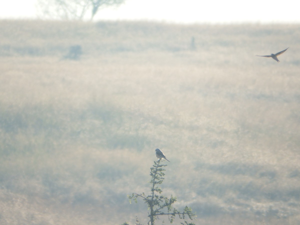 Bay-backed Shrike - ML646936038