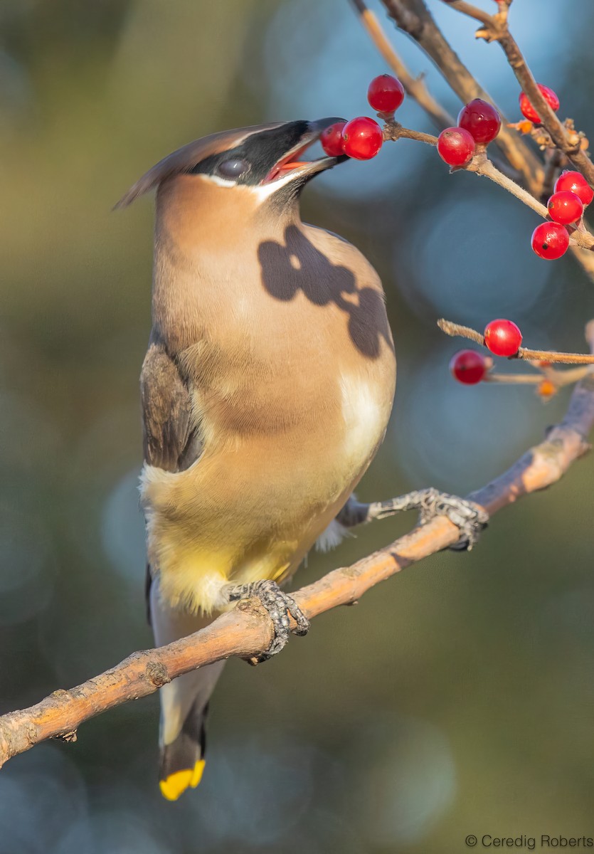 Cedar Waxwing - ML646936039