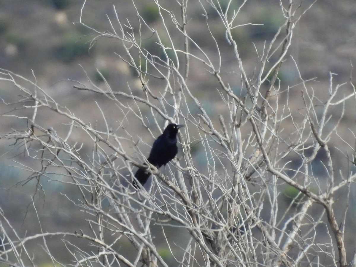 Большехвостый гракл - ML646936041