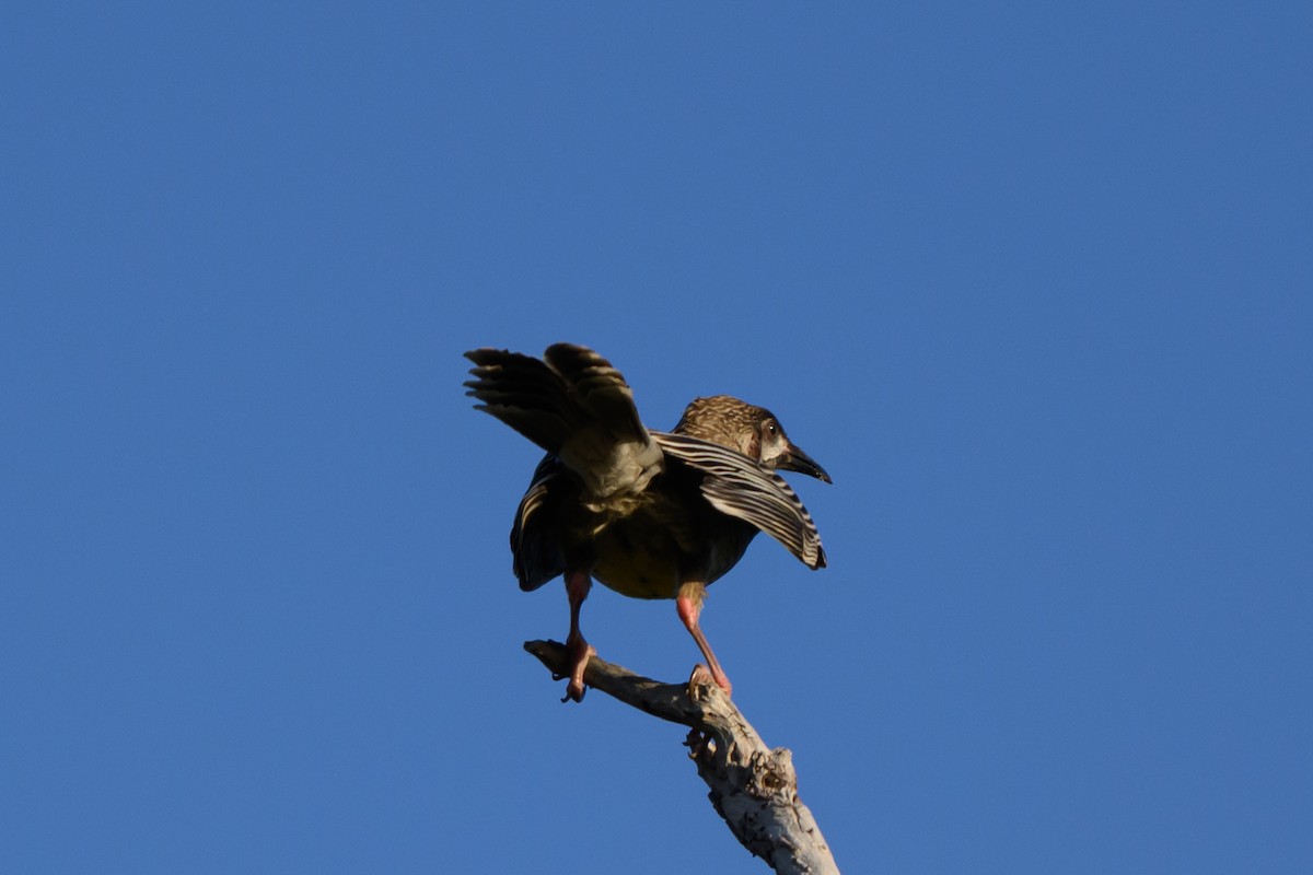 アカミミダレミツスイ - ML646936042