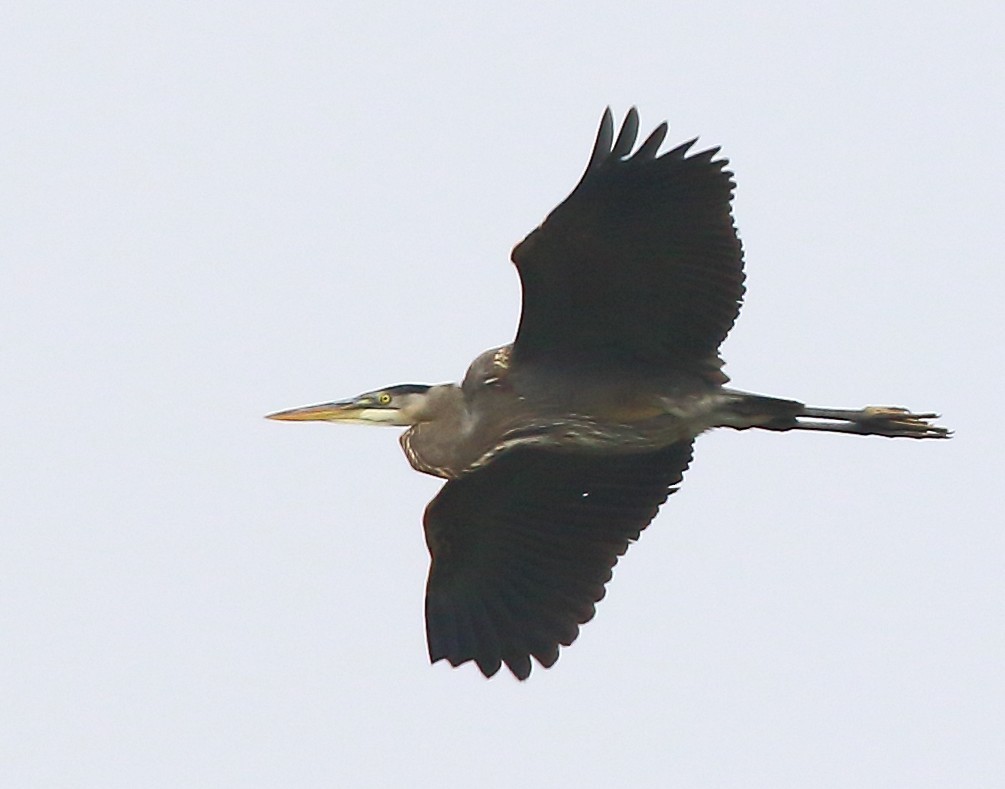 Чапля північна - ML646936044