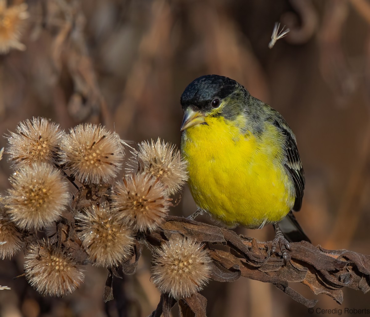 Lesser Goldfinch - ML646936045