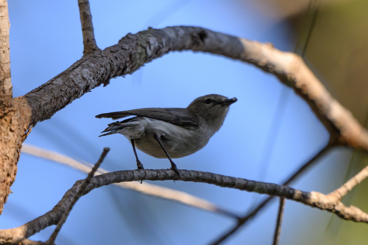 オジロセンニョムシクイ - ML646936049