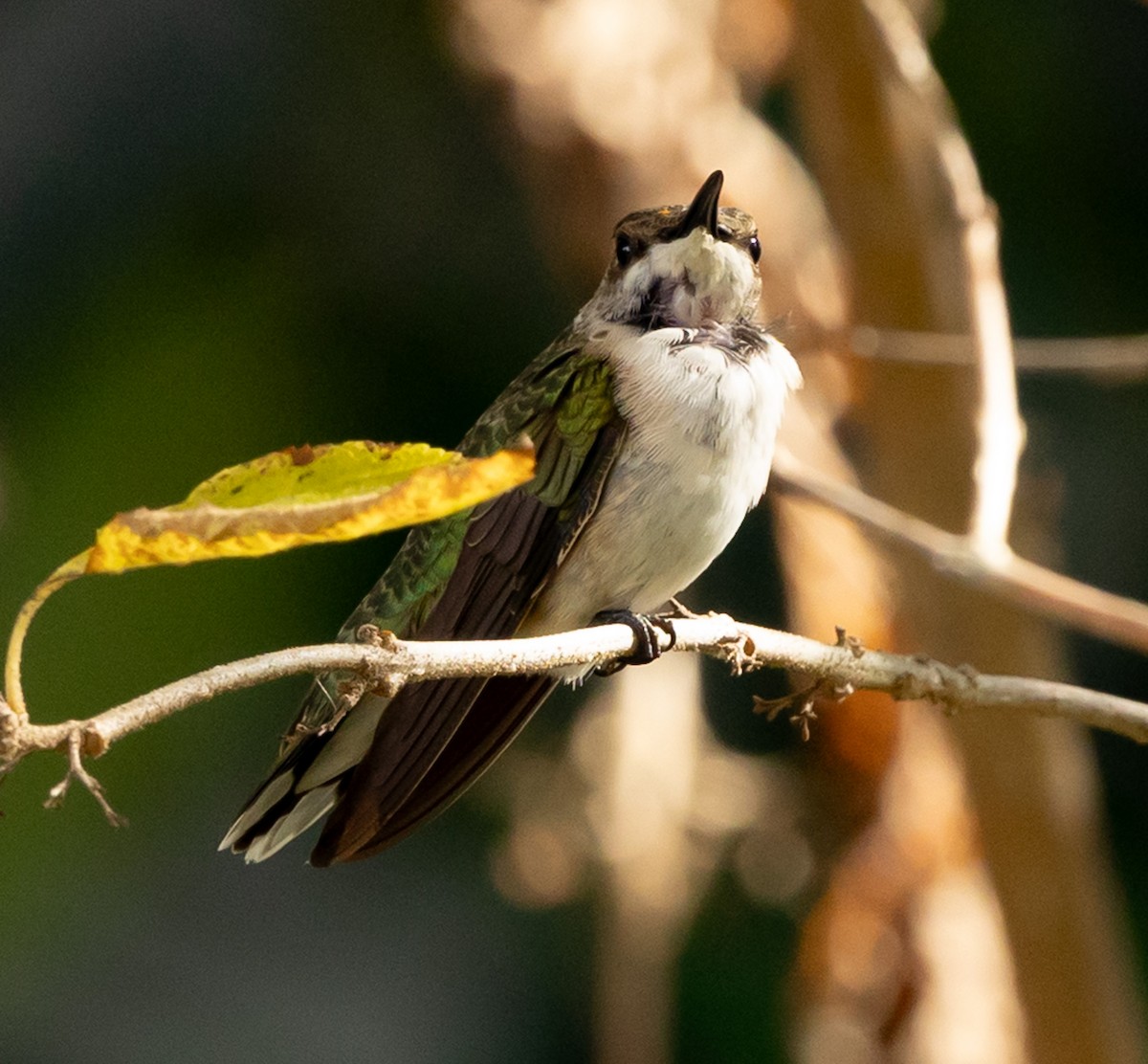 Black-chinned Hummingbird - ML646936050