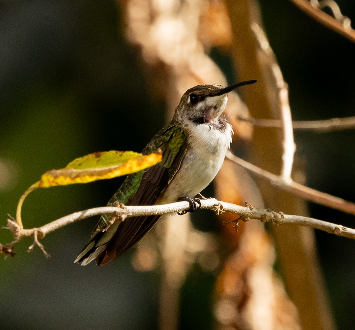 Black-chinned Hummingbird - ML646936051