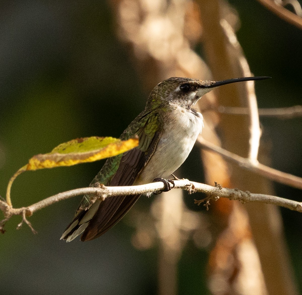 Black-chinned Hummingbird - ML646936052
