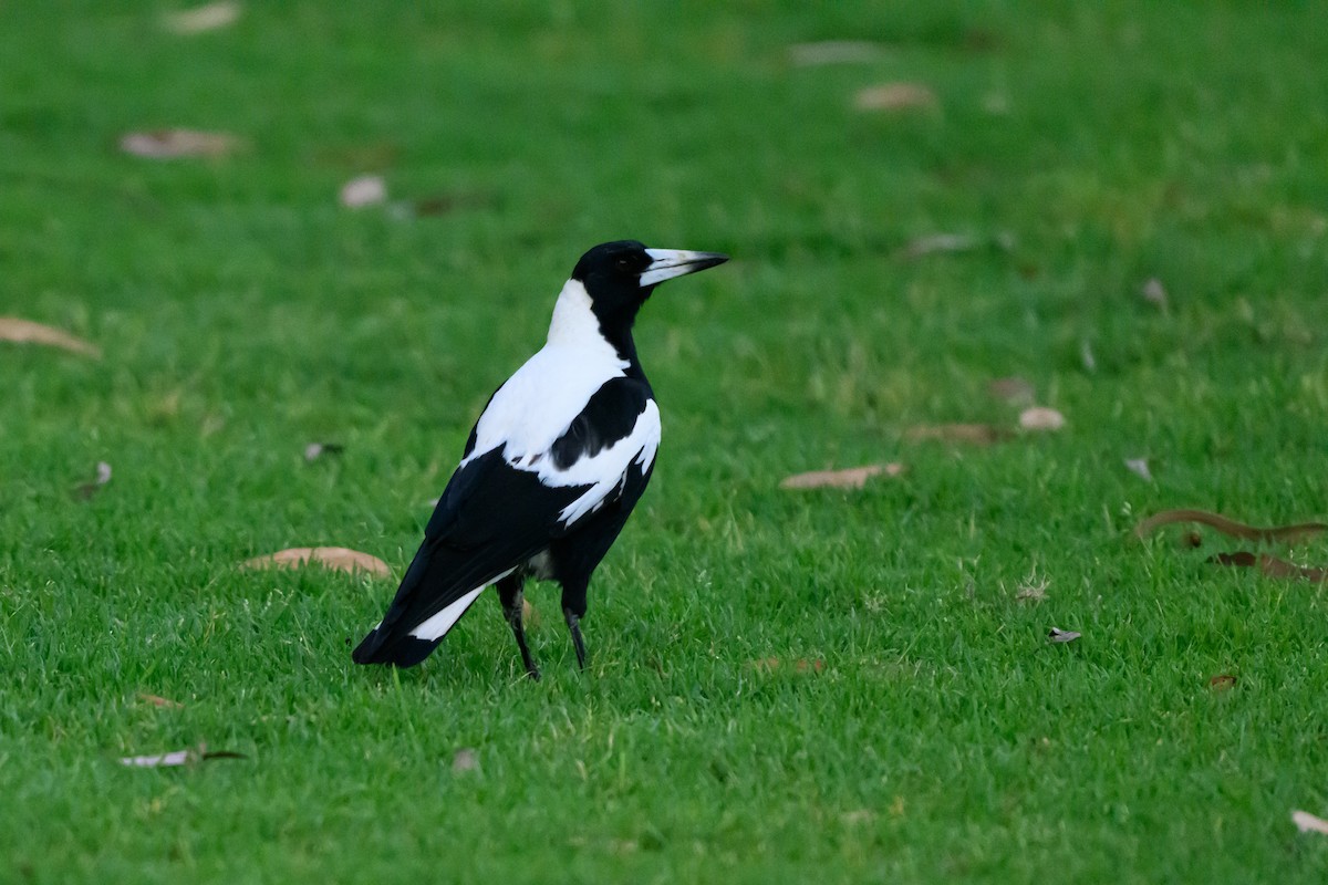 カササギフエガラス - ML646936059