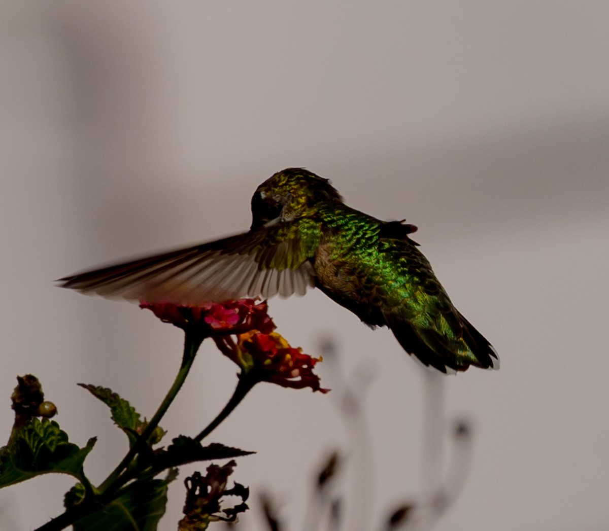 Black-chinned Hummingbird - ML646936064